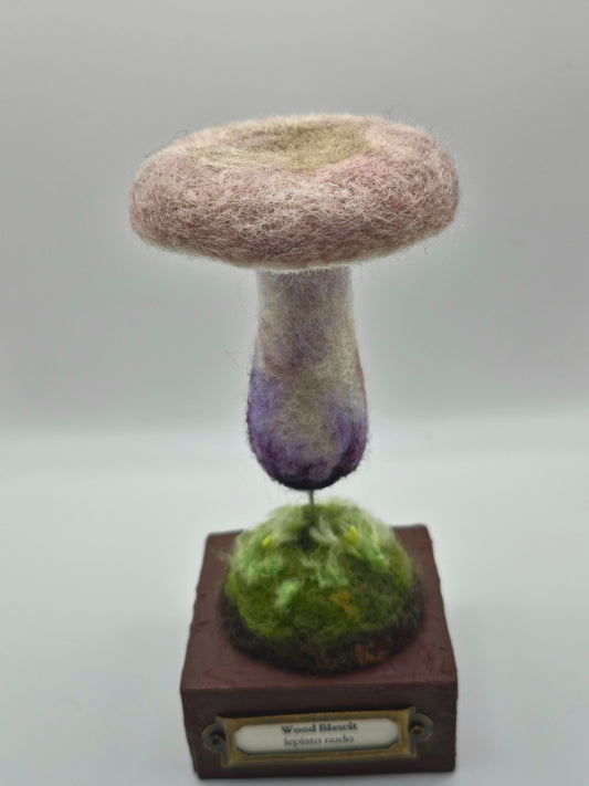 Wood Blewit specimen