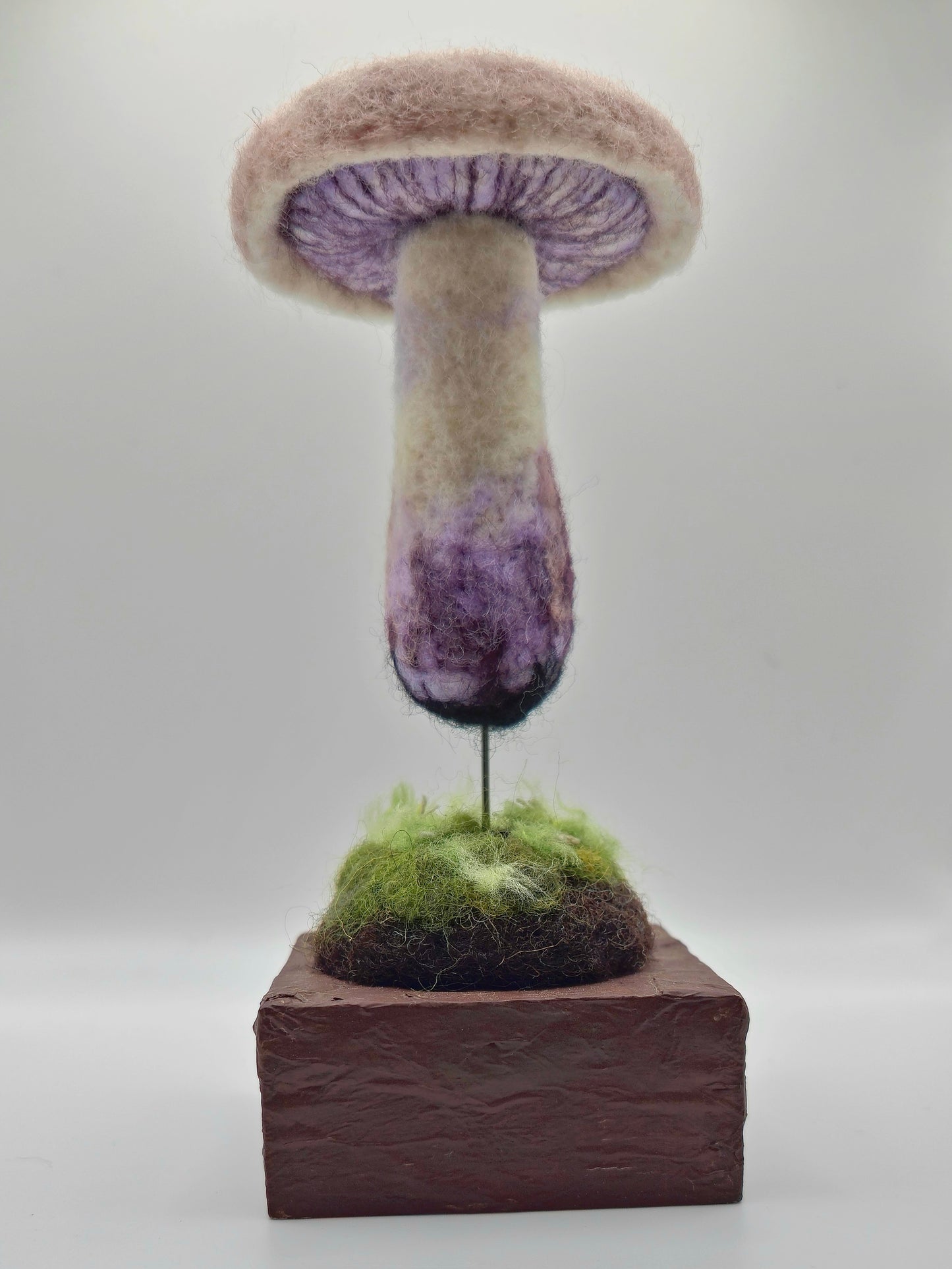 Wood Blewit specimen