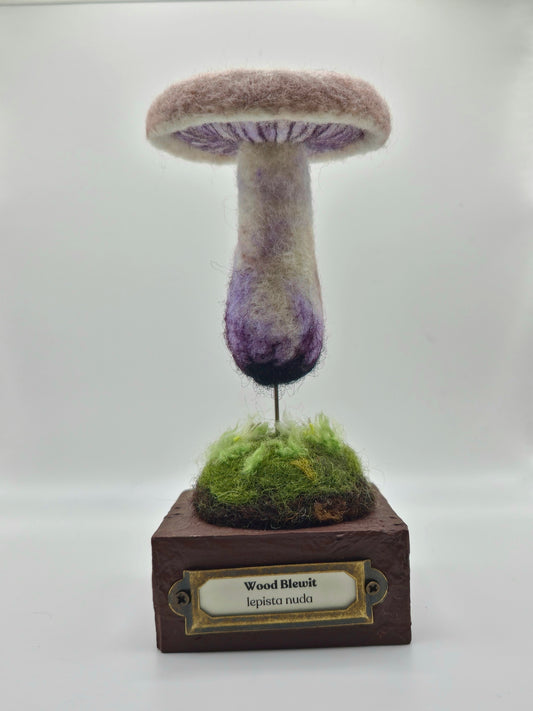 Wood Blewit specimen