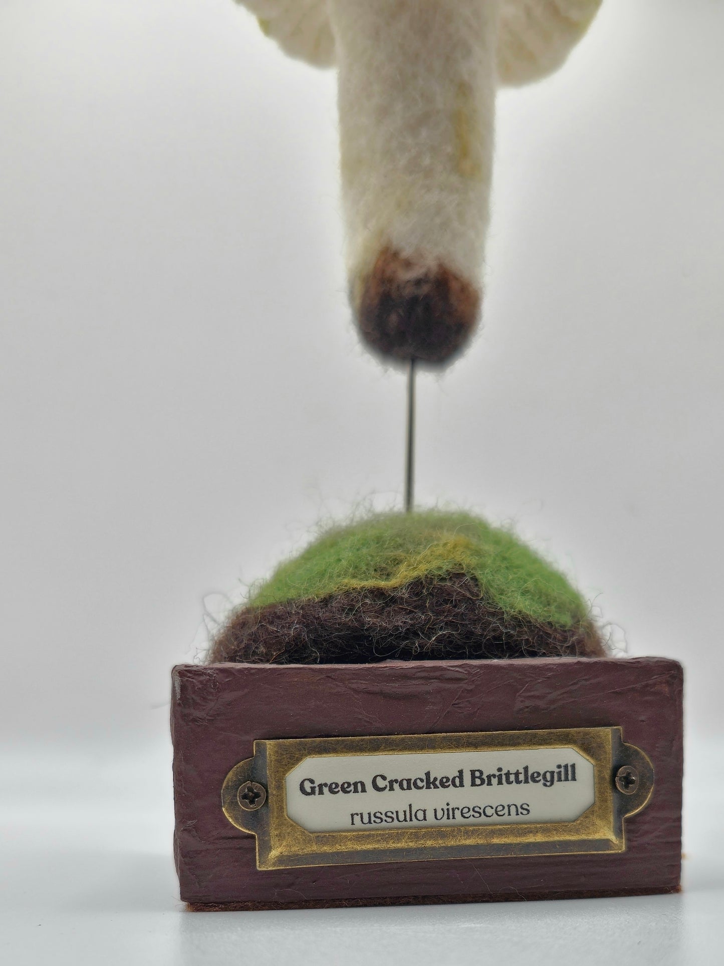 Moss specimen on a wooden base with a label on a white background